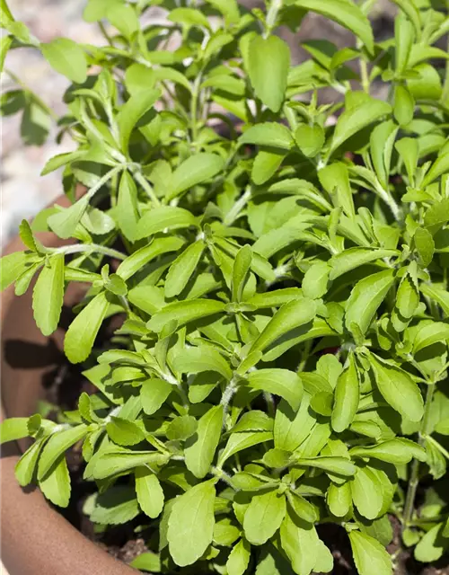 Stevia rebaudiana