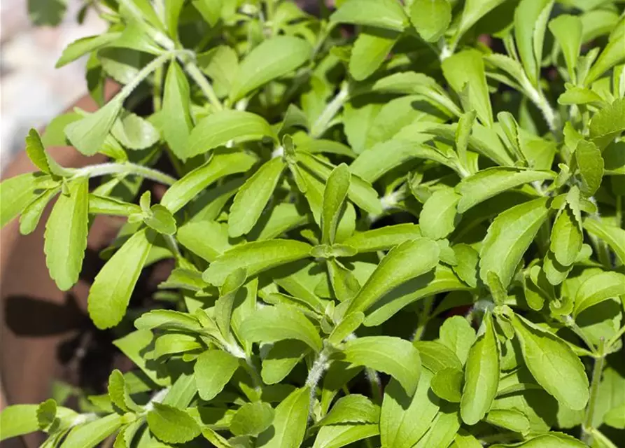 Stevia rebaudiana