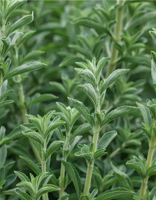 Stevia rebaudiana