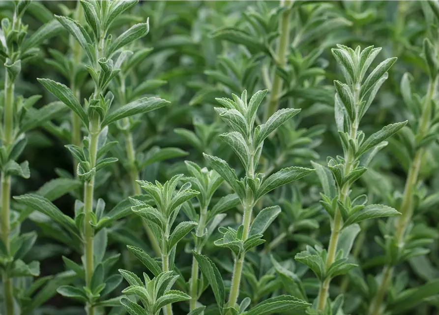 Stevia rebaudiana