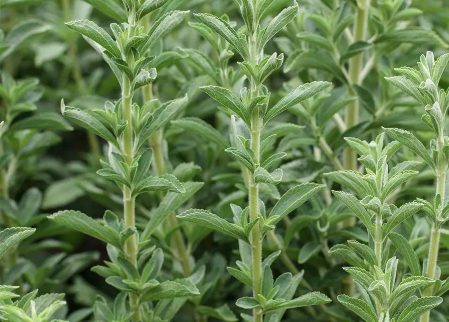 Stevia rebaudiana