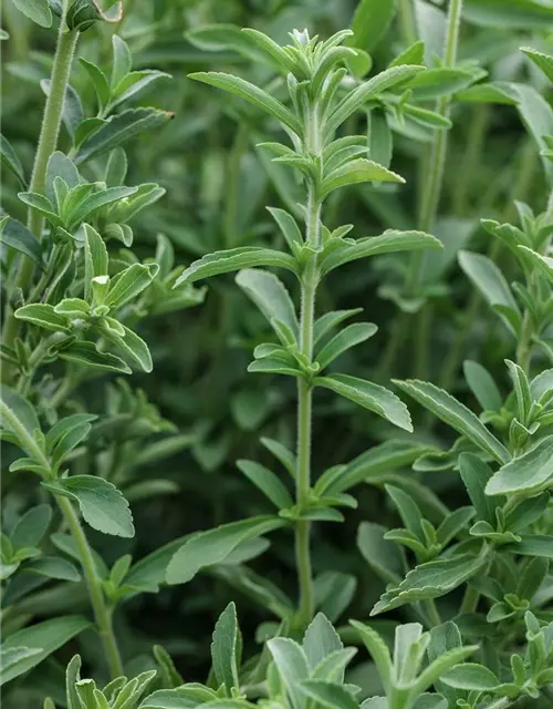 Stevia rebaudiana