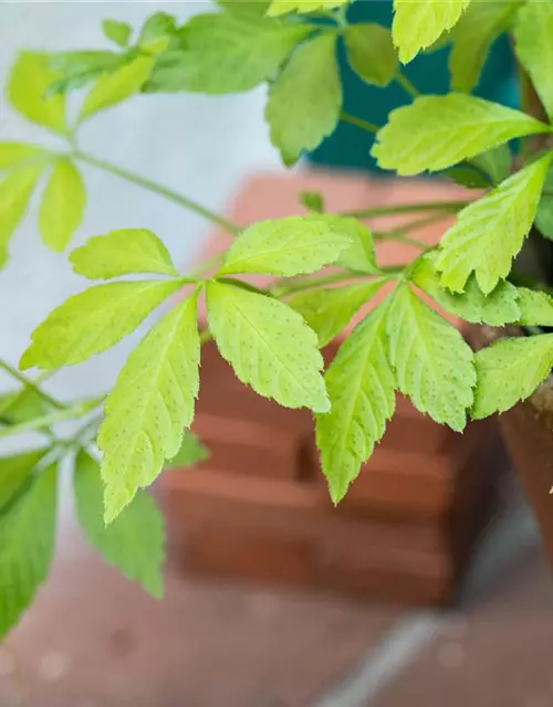 Gynostemma pentaphyllum