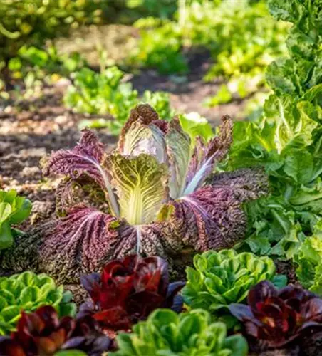 Brassica rapa subsp. pekinensis, rot