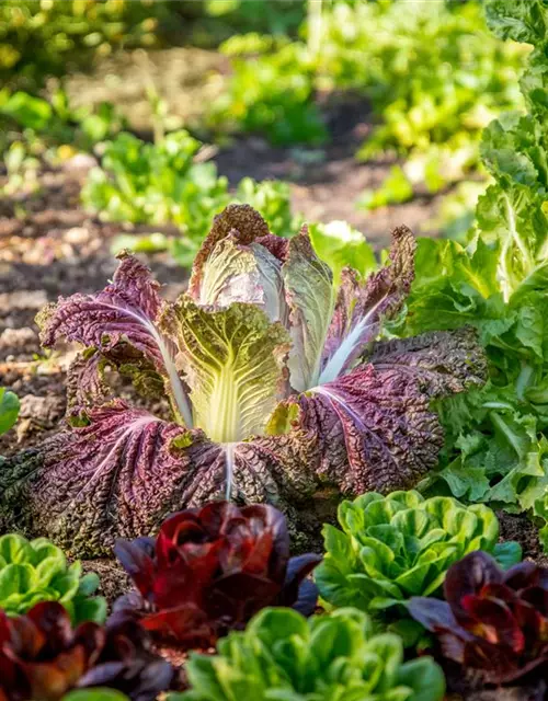 Brassica rapa subsp. pekinensis, rot