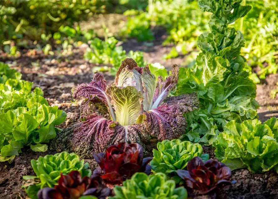 Brassica rapa subsp. pekinensis, rot