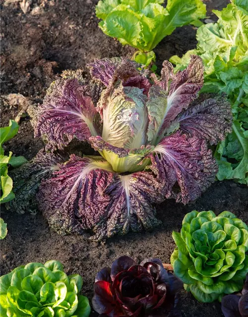 Brassica rapa subsp. pekinensis, rot