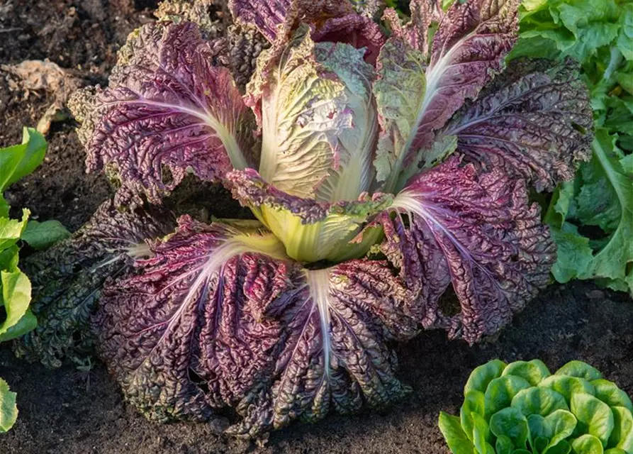 Brassica rapa subsp. pekinensis, rot