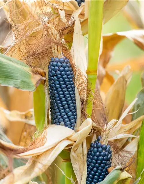 Zea mays, blau