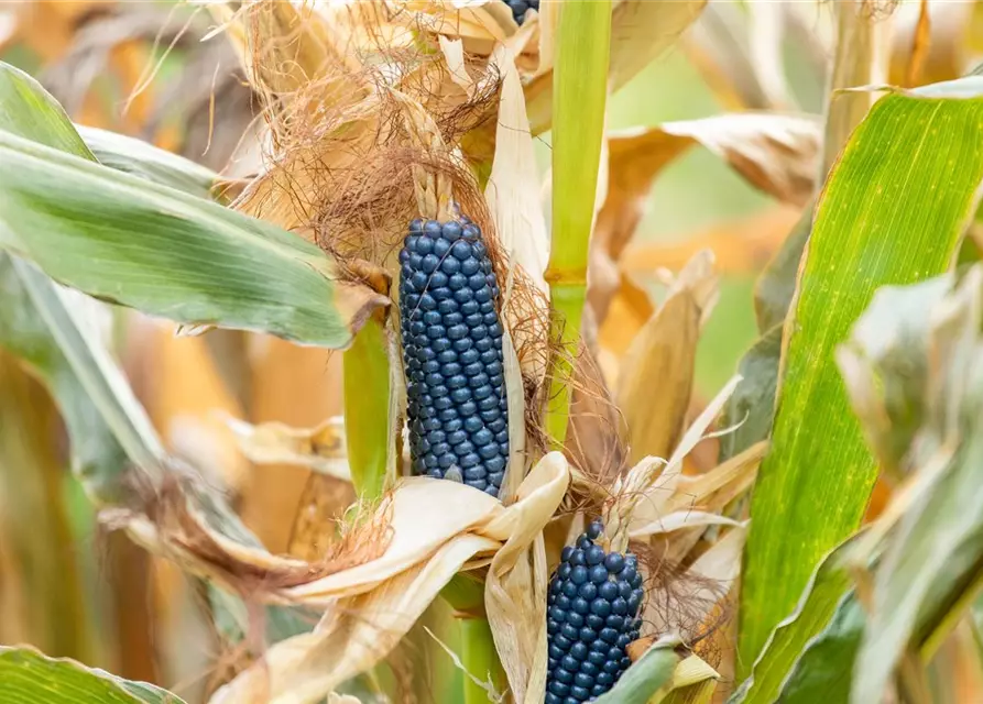 Zea mays, blau