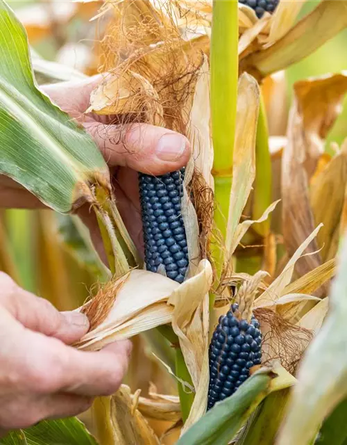 Zea mays, blau