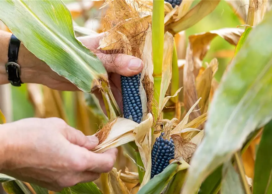 Zea mays, blau