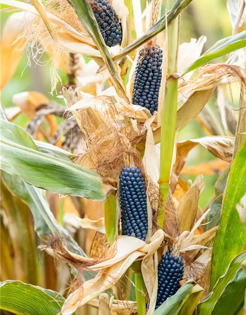 Zea mays, blau