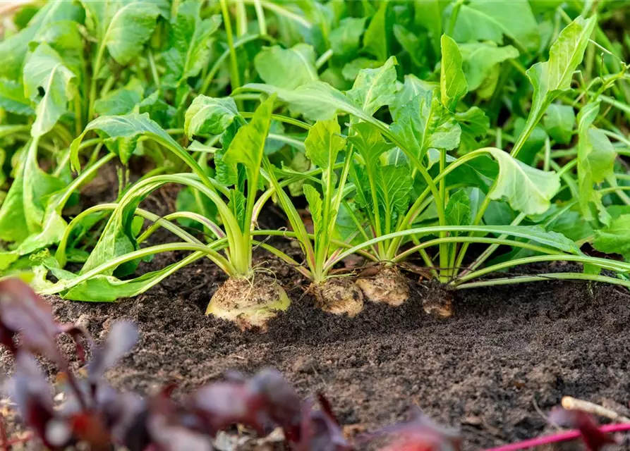 Beta vulgaris ssp. vulgaris 'Avalanche'