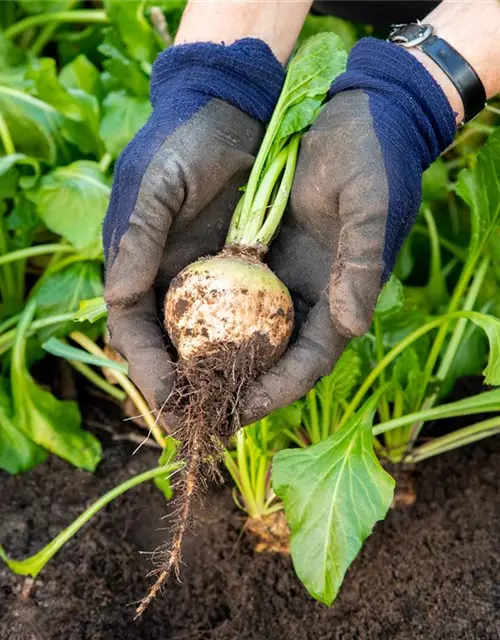 Beta vulgaris ssp. vulgaris 'Avalanche'