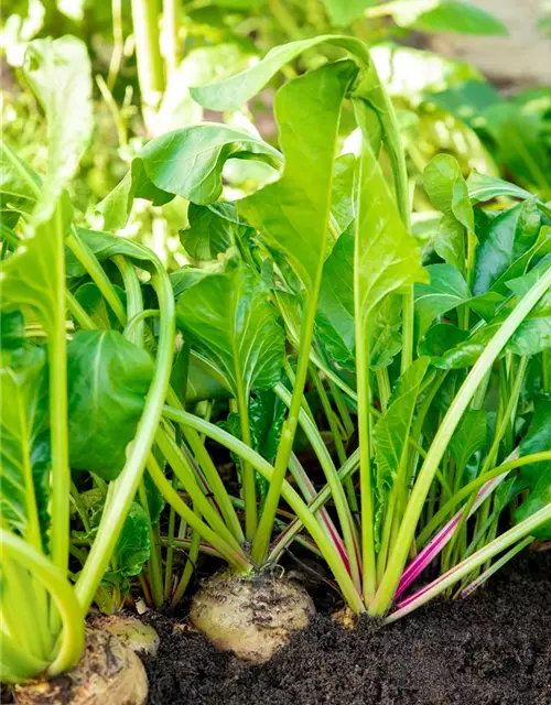 Beta vulgaris ssp. vulgaris 'Avalanche'