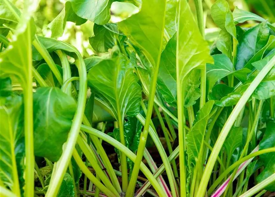 Beta vulgaris ssp. vulgaris 'Avalanche'