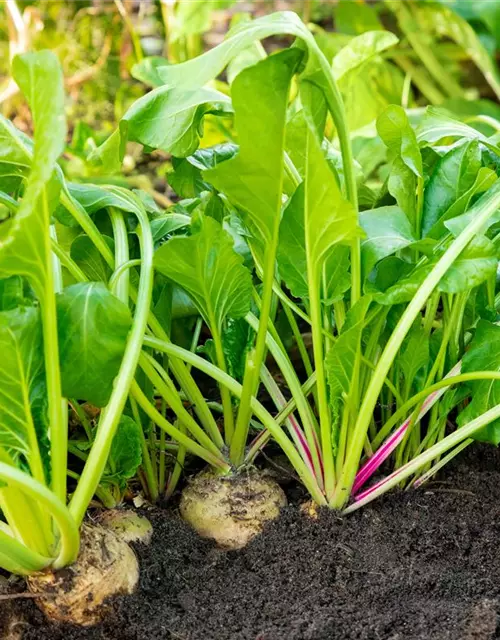 Beta vulgaris ssp. vulgaris 'Avalanche'