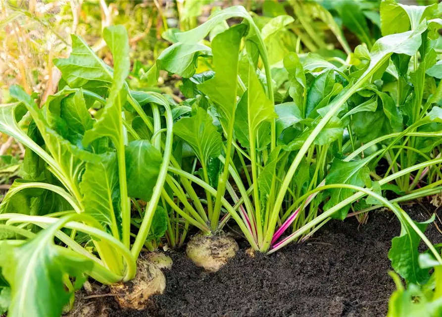 Beta vulgaris ssp. vulgaris 'Avalanche'