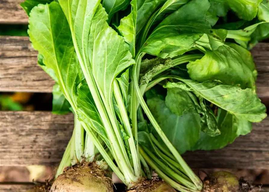 Beta vulgaris ssp. vulgaris 'Avalanche'