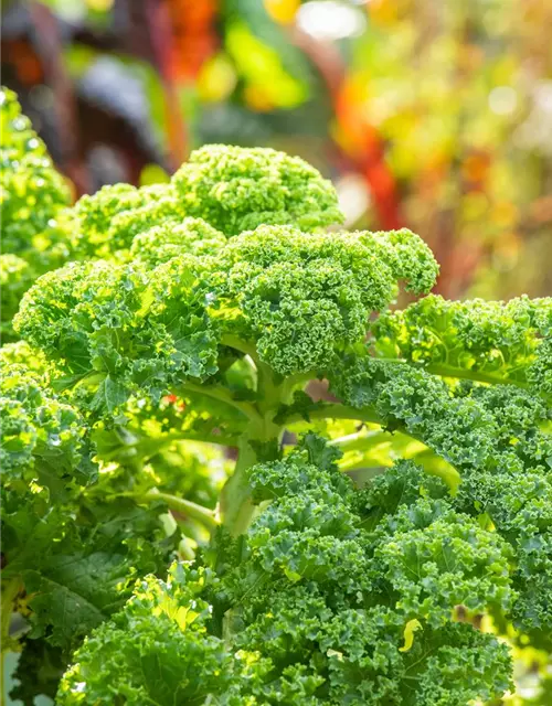 Brassica oleracea var. sabellica