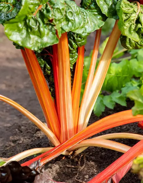 Beta vulgaris var. cicla, rot