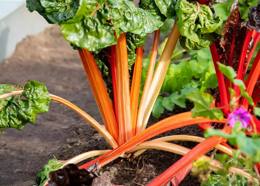 Beta vulgaris var. cicla, rot