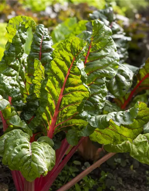 Beta vulgaris var. cicla, rot