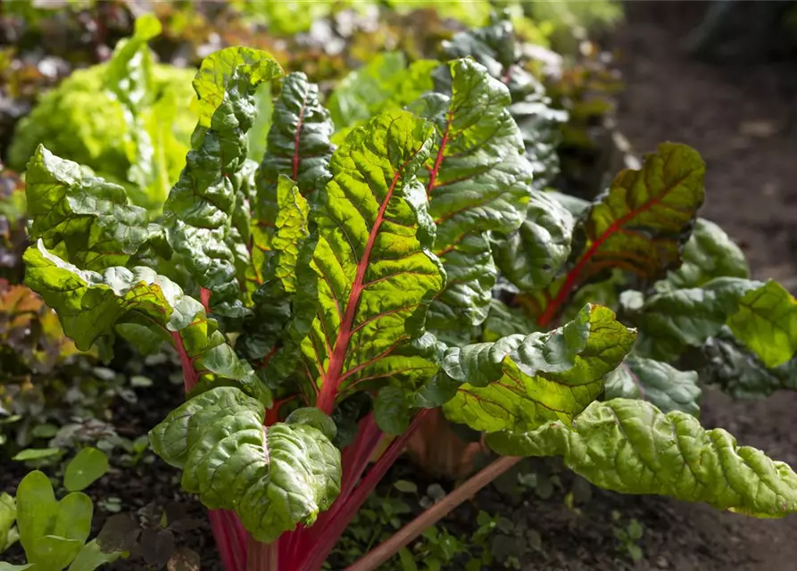 Beta vulgaris var. cicla, rot