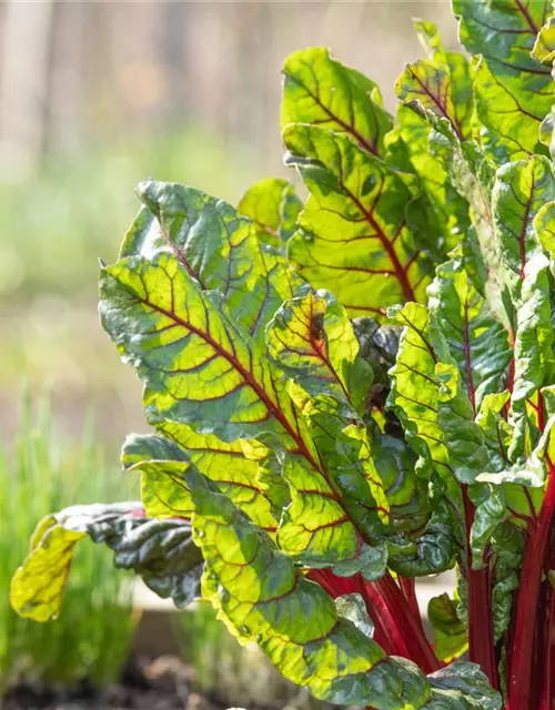 Beta vulgaris var. cicla, rot