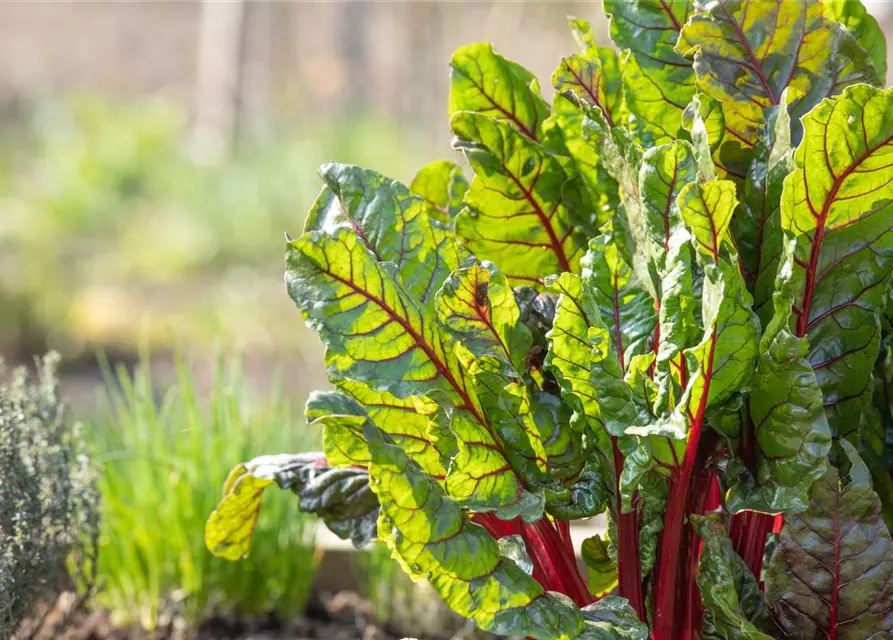 Beta vulgaris var. cicla, rot