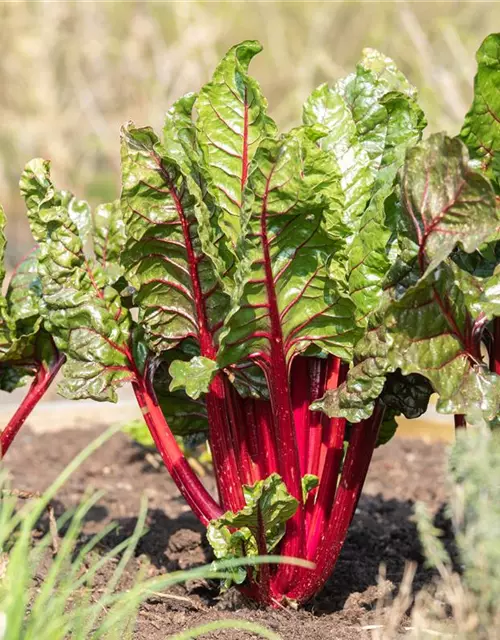 Beta vulgaris var. cicla, rot