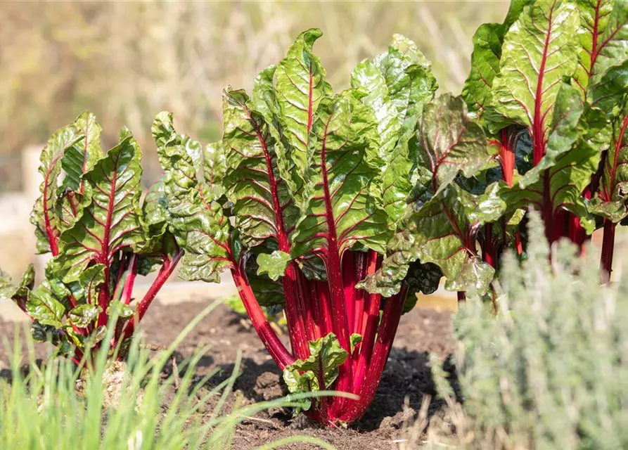 Beta vulgaris var. cicla, rot