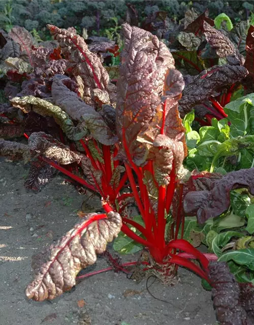 Beta vulgaris var. cicla, rot