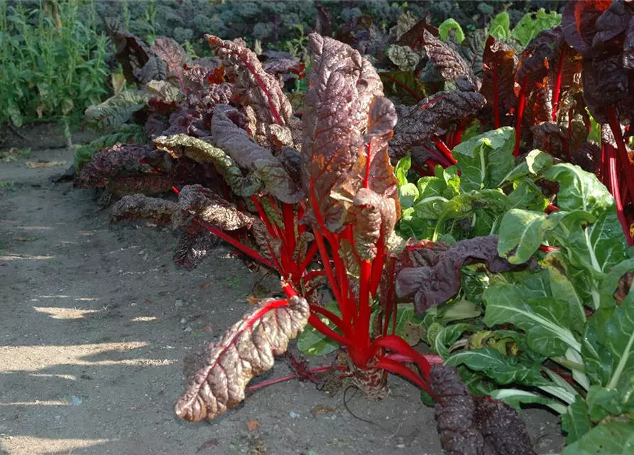 Beta vulgaris var. cicla, rot