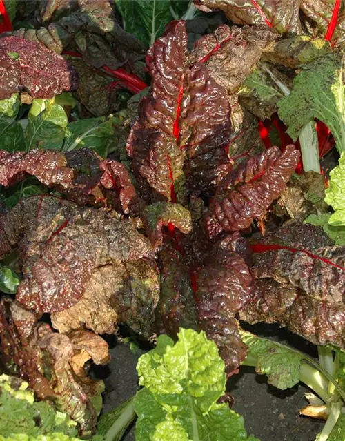 Beta vulgaris var. cicla, rot