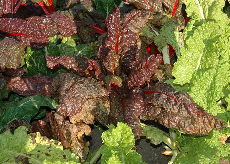 Beta vulgaris var. cicla, rot