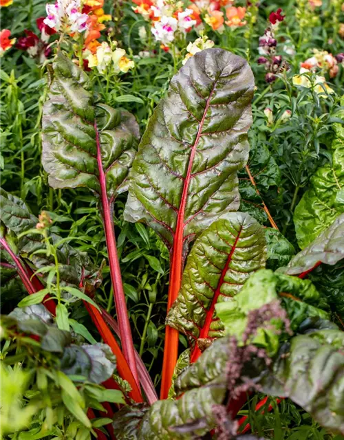 Beta vulgaris var. cicla, rot