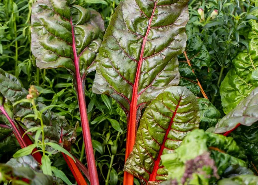 Beta vulgaris var. cicla, rot