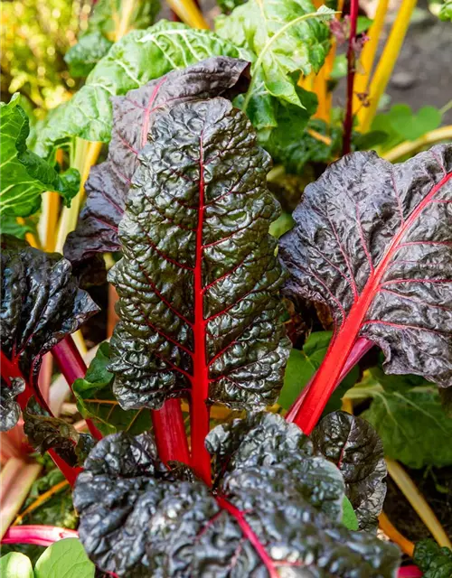 Beta vulgaris var. cicla, rot