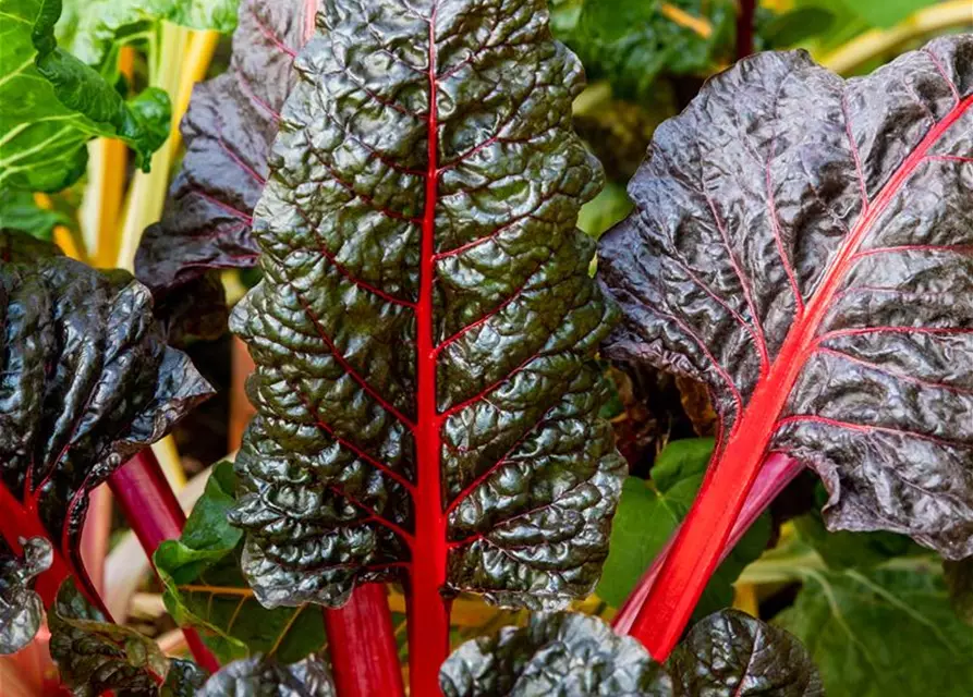 Beta vulgaris var. cicla, rot