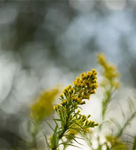 Solidago