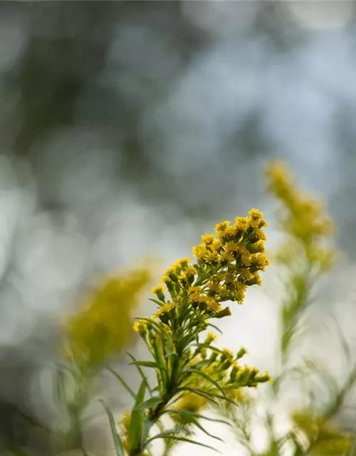 Solidago