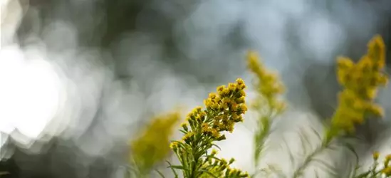 Solidago