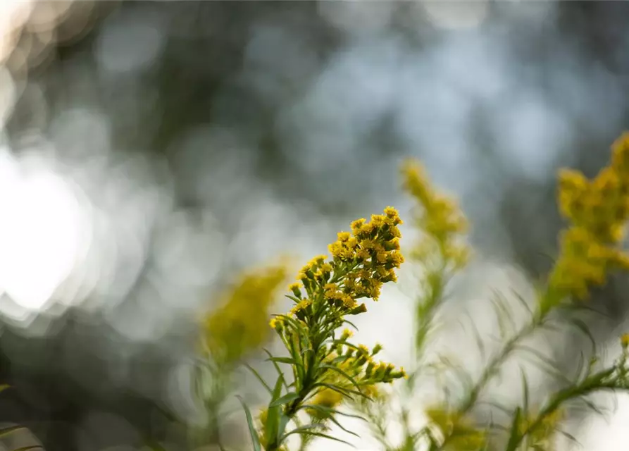 Solidago