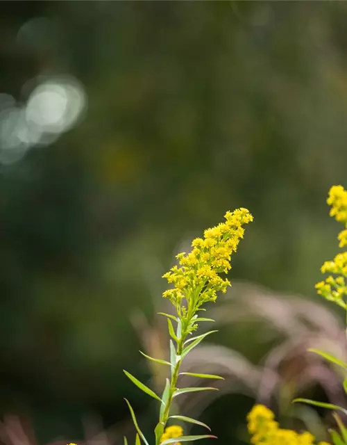 Solidago