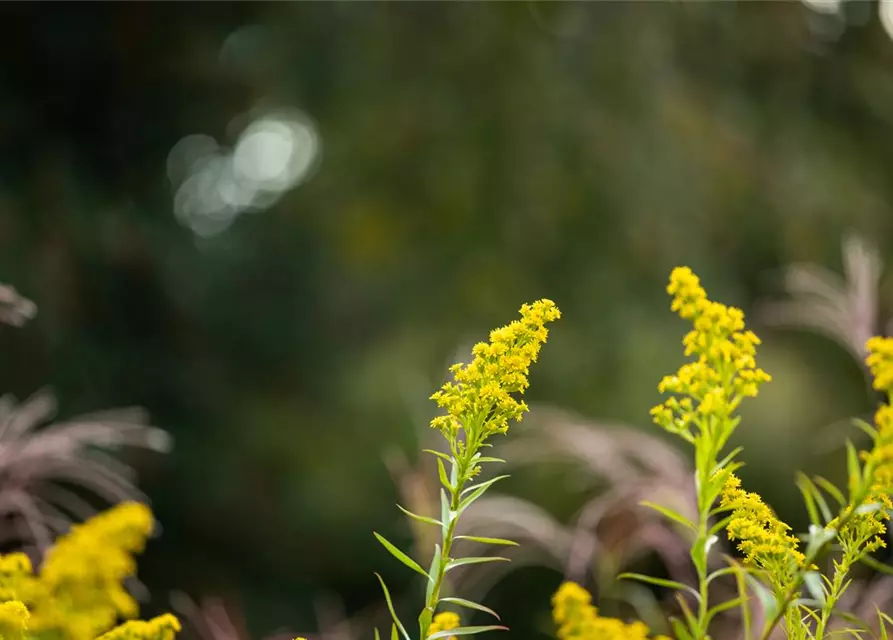 Solidago