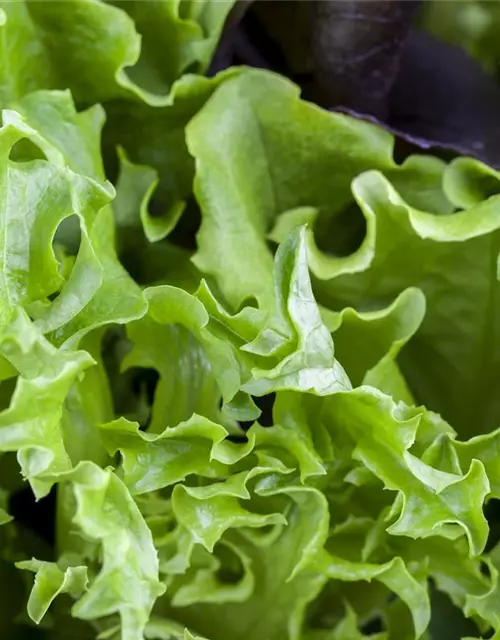 Lactuca sativa var. crispa