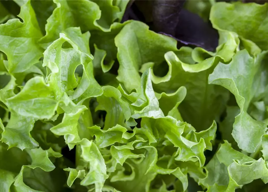 Lactuca sativa var. crispa