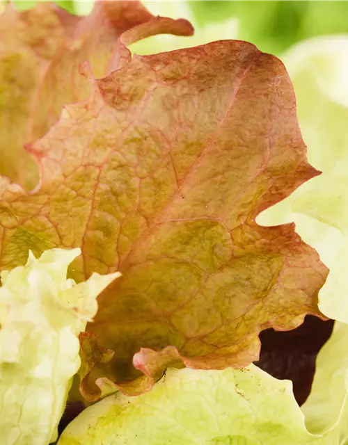 Lactuca sativa var. crispa